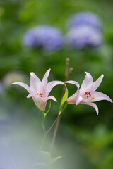 ササユリと紫陽花の花