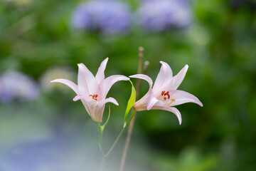 ササユリと紫陽花の花