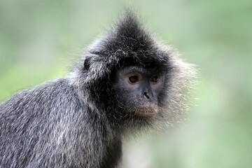 Javan langur monkey (Trachypithecus auratus) closeu