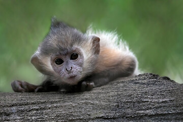 Young Javan langur monkey (Trachypithecus auratus) closeup, Javanese langur monkey closeup