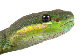 Trimeresurus Insularis closeup head isolated on white background, Indonesian viper snake closeup head