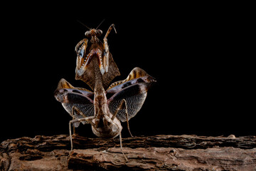 Dead leaf mantis (Deroplatys lobata) closeup isolated on black background, Dead leaf mantis on bark with defensive position