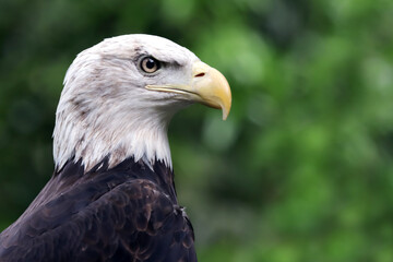 Closeup head from side view Bald eagle portrait (Haliaeetus leucocephalus)