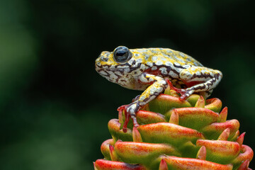 Painted reed frog (Hyperolius marmoratus) closeup on zingiber spectabile, Common reed frog on zingiber spectabile