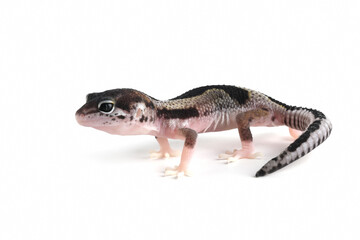 Baby Leaopard gecko (macksnow Jungle) closeup isolated on white background