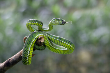 Trimeresurus calamitas with defensive position on branch, Trimeresurus calamitas on tree, Indonesian viper snake