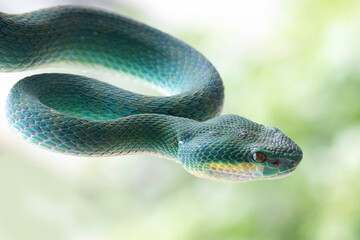 Blue viper snake closeup head, viper snake ready to attack, Blue insularis snake, Closeup head snake, Indonesian viper snake