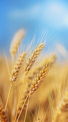 Fototapeta premium yellow barley in the countryside with blue sky