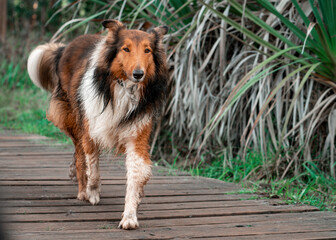 australian shepherd dog