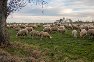 Obraz premium Schafherde grast unter bedrohlichem Himmel 