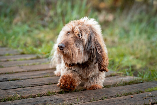 long haired dachshund