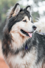 siberian husky dog