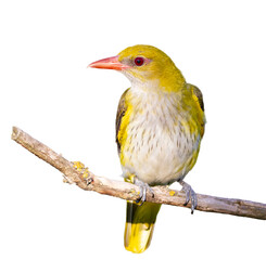 Eurasian Golden Oriole, Oriolus oriolus. A close-up photo of the bird, white background, isolated