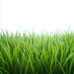 Fototapeta premium green grass isolated on white