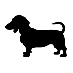 dachshund dog vector illustration isolated on white