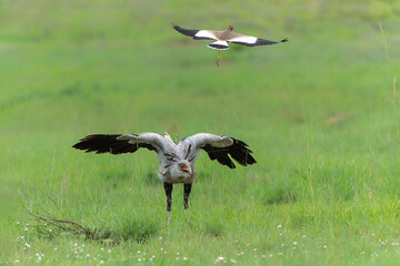 Secretarybird or secretary bird (Sagittarius serpentarius) defending himself against an attack of a lapwing in Pilanesberg National Park in South Africa