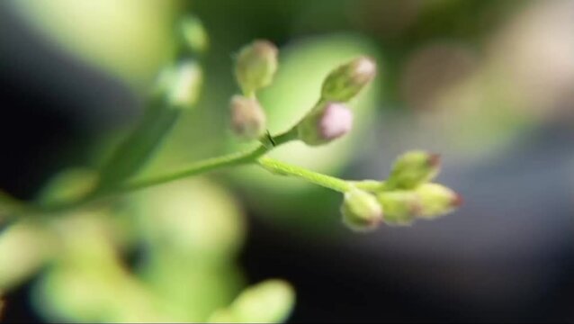 close up of a plant