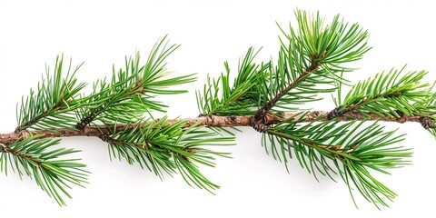 Fototapeta premium A solitary pine branch on a white background.