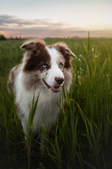 border collie dog with blue eyes portrain in the sunset field with  green plants