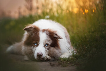 border collie dog with blue eyes portrain in the sunset field with  green plants