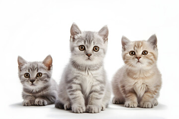 cute cat collection isolated on white transparent background british shorthair silver tabby kitten breed purebred