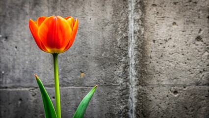 Fototapeta premium Vibrant orange flower blooming amidst dull gray concrete, symbolizing uniqueness and bold individuality in a dull, monochromatic urban landscape.