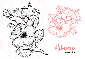 Hibiscus flower outline hand drawn for tea designs. Beautiful elegant flower fit for a background design, as patterns or a card.  © Muza