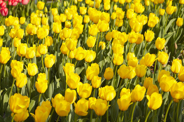 Yellow Tulip Field
黄色いチューリップ畑