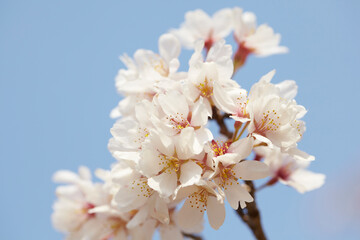 Spring Cherry Blossoms
春の桜
