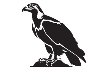 eagle isolated on white background