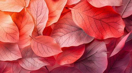 Vibrant Red and Pink Leaves in Close-Up Detail