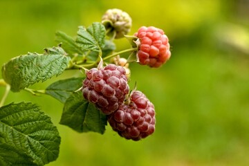 Branch with purple raspberries, lat. Rubus hybridus Glen Coe in the garden. Detail of bush branch with ripening raspberries against natural background.
