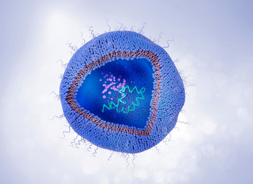 Liposome cross-section with RNA, illustration