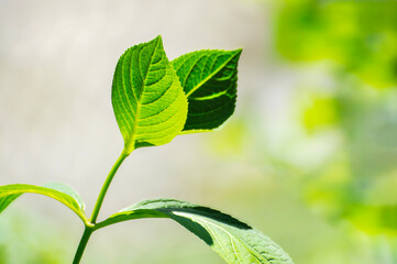 green leaves background