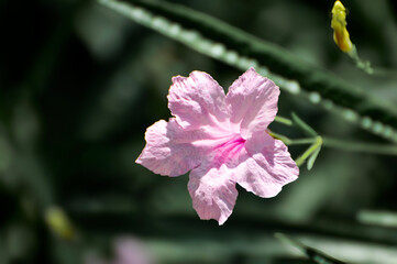 Obraz premium purple hibiscus flowers bloom on a green branch in the summer garden.