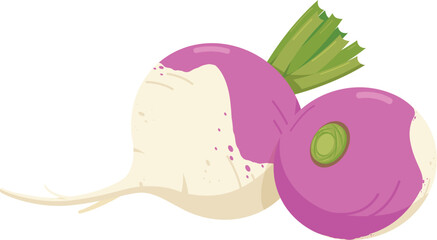 Flat vector Rutabaga EPS