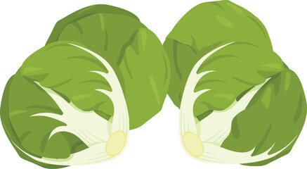 Flat vector Brussels Sprout EPS