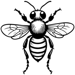 bee vector hand drawn line illustration, transparent background