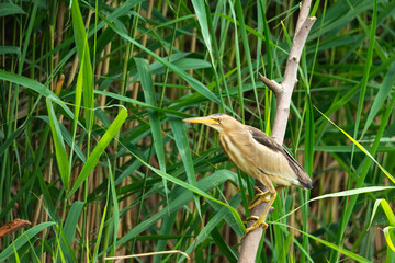 Little bittern bird sitting on a branch