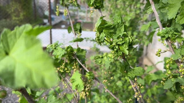 Curled leaves of Redcurrant or Ribes rubrum affected with Redcurrant Blister Aphid or Cryptomyzus ribis. Currant disease. Close-up