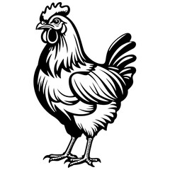 chicken drawing, vector realistic outline line, transparent background