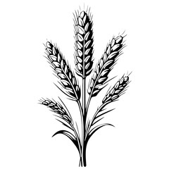 wheat sketches hand drawn line illustration, transpiderarent background © Сергей Тарасюк