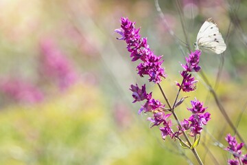 Salvia Canariensis flower blooming and butterfly.