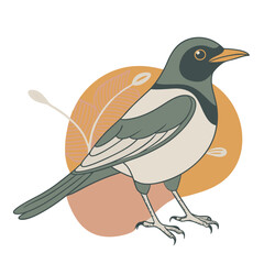 Magpie Bird Color Vector for various uses