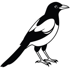 magpie Bird Vector for various uses 