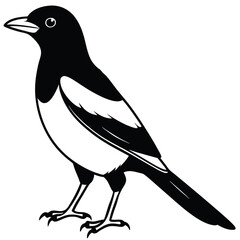 magpie Bird Vector for various uses 