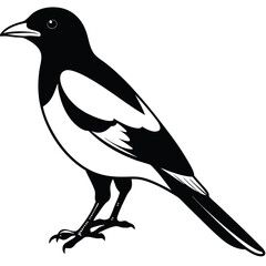 magpie Bird Vector for various uses 