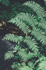 Beautiful of green tropical leaves