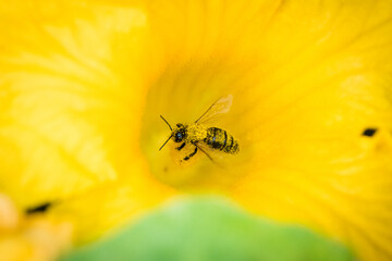 Bee covered with pollen in a zucchini flower on a vegetable garden