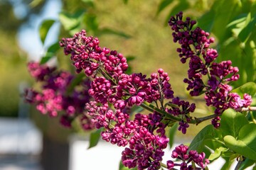 lilac blossoms in spring in the city Munich